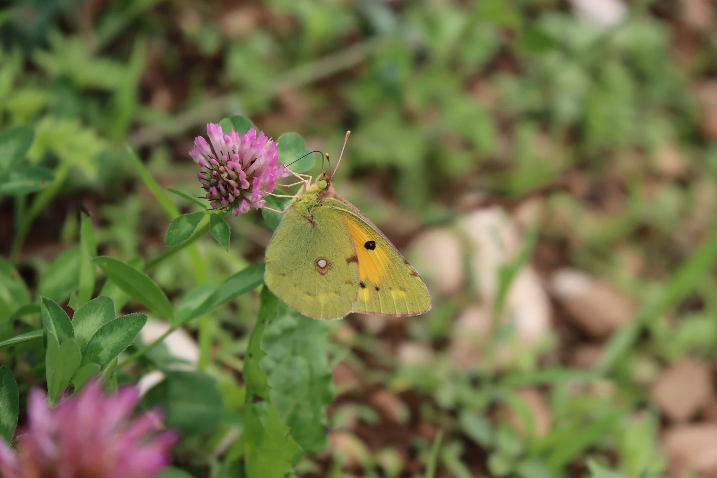 faune flore