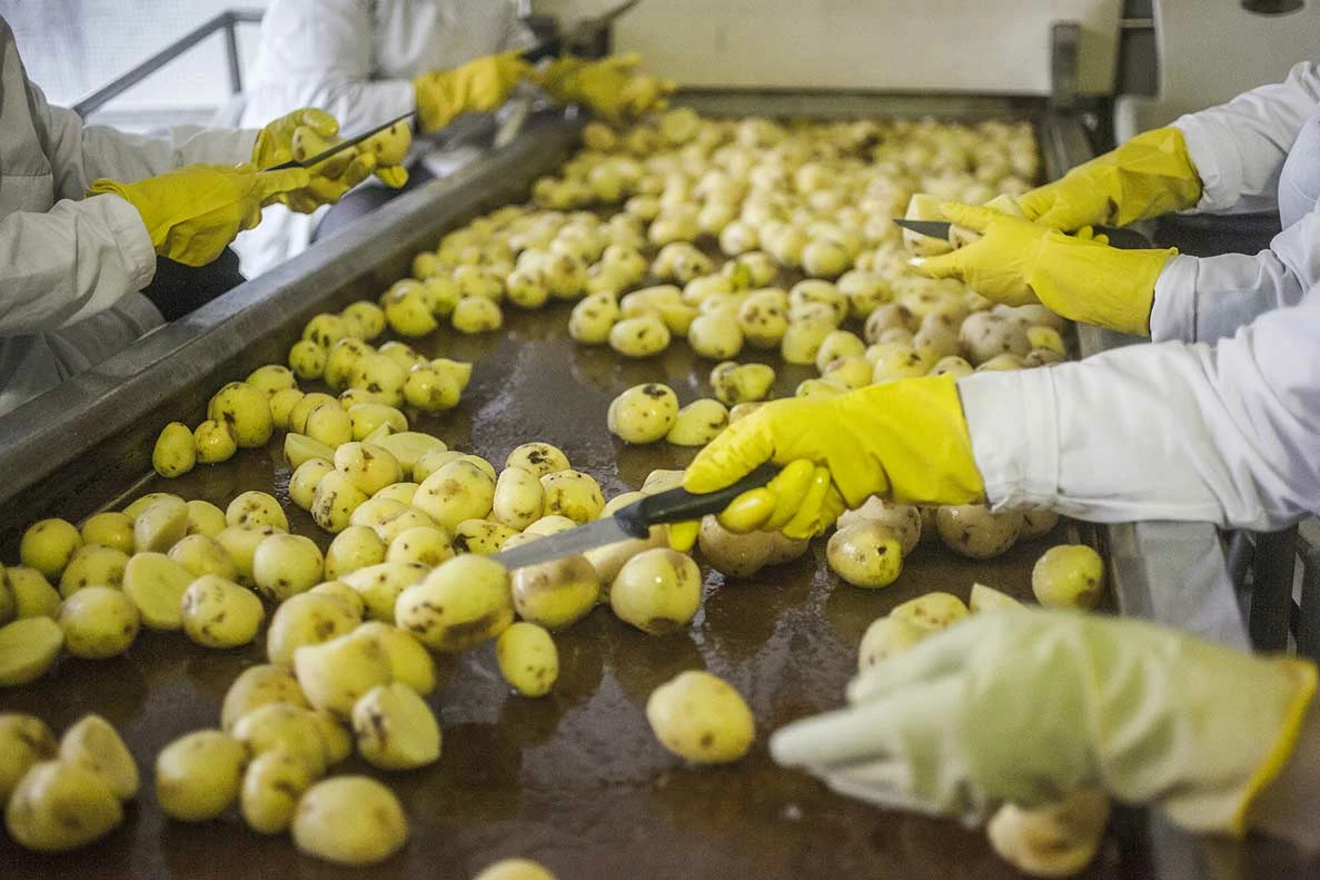industrie-tri-pommes-de-terre industrie-tri-pommes-de-terre