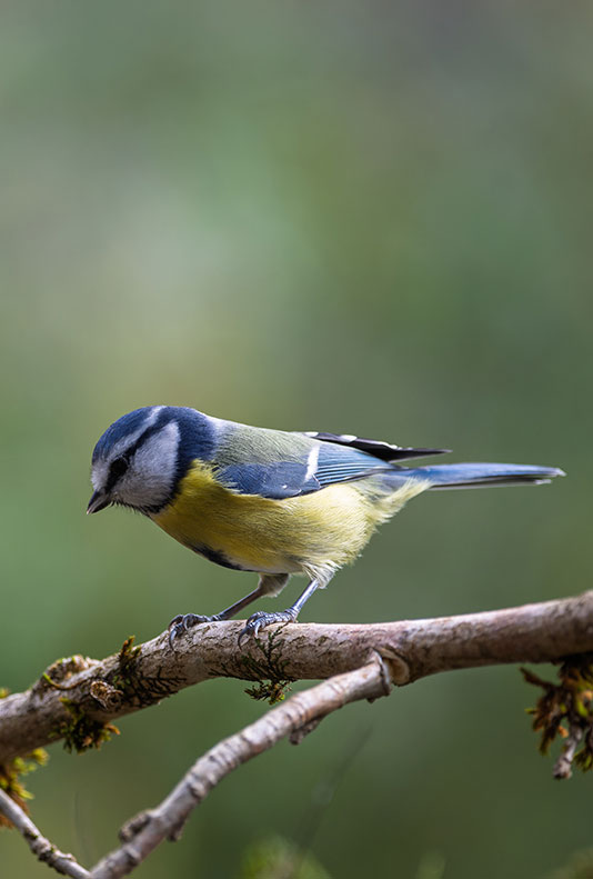 socotec-oiseau-biodiversite-environnement