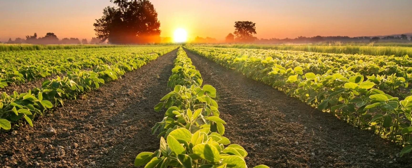 Exploitation agricole