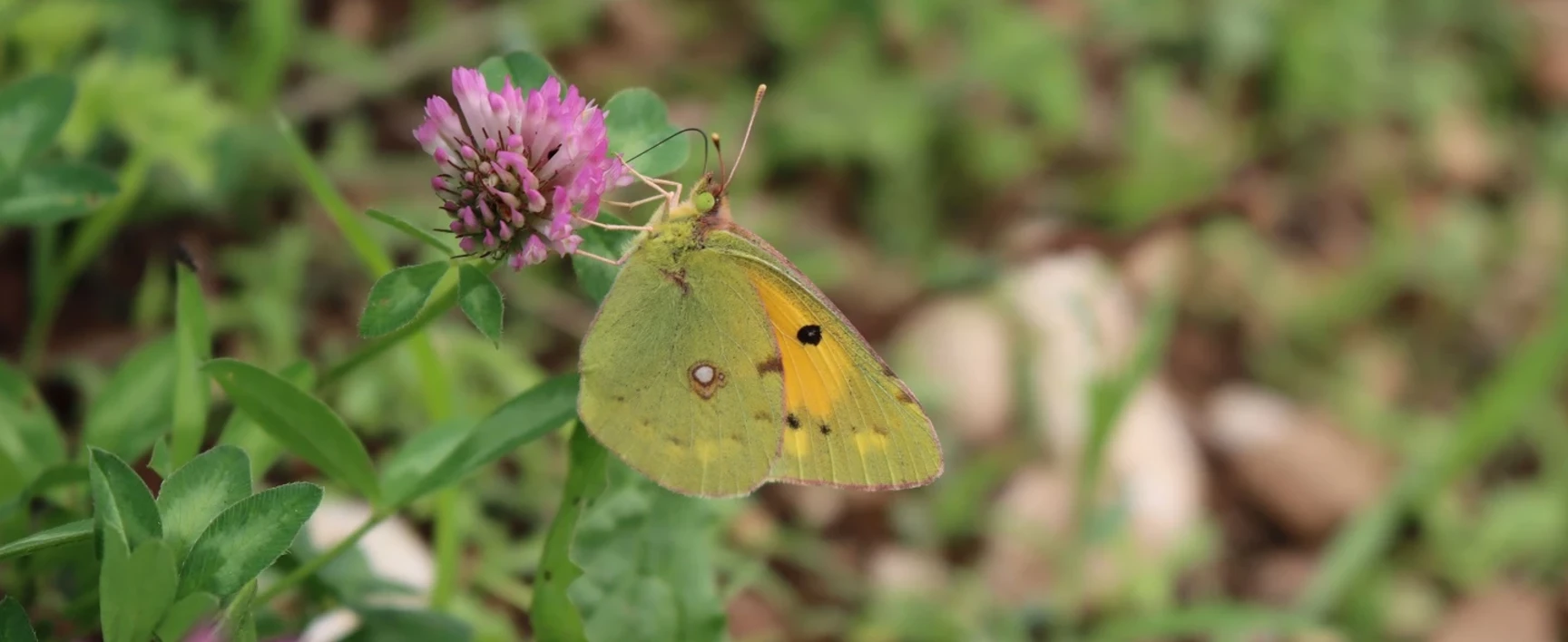 faune flore