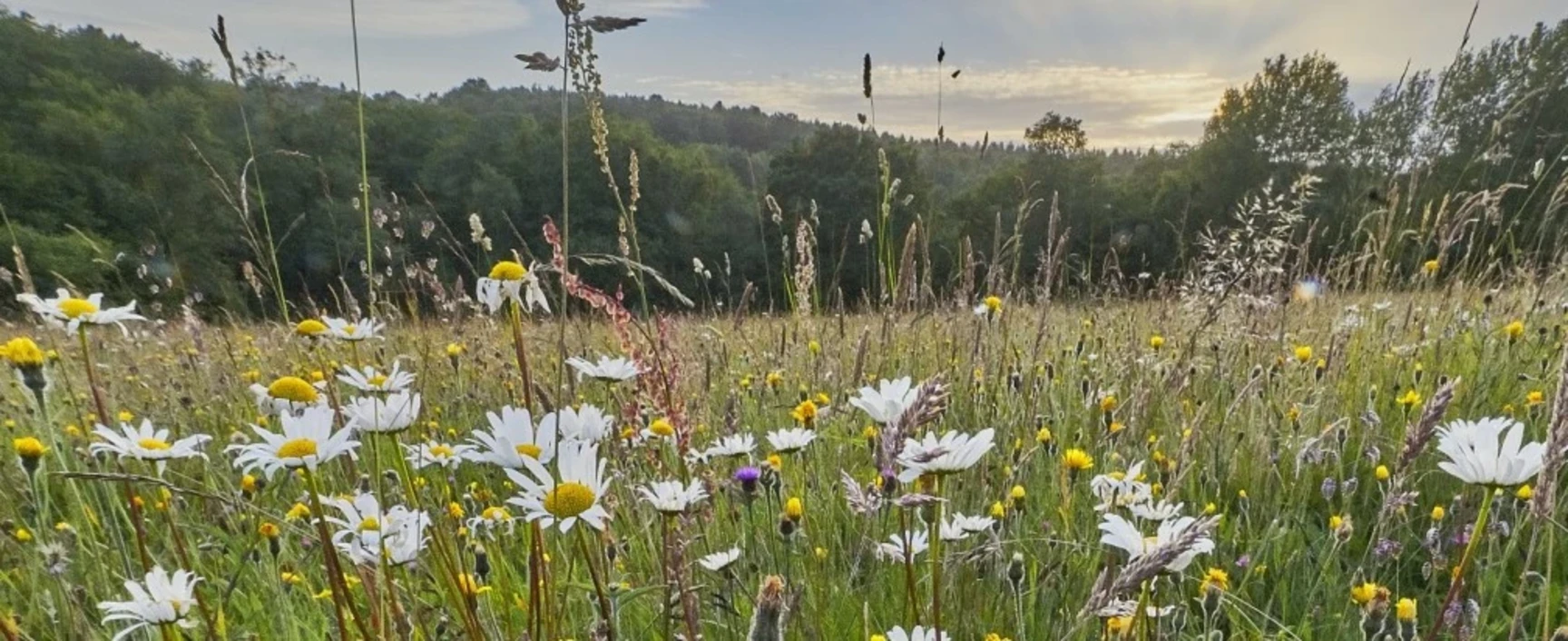socotec-projets-biodiversite