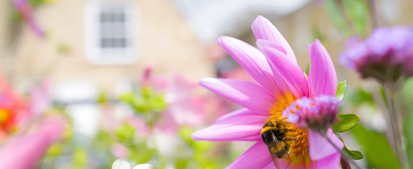 Une abeille butine une fleur devant des maisons