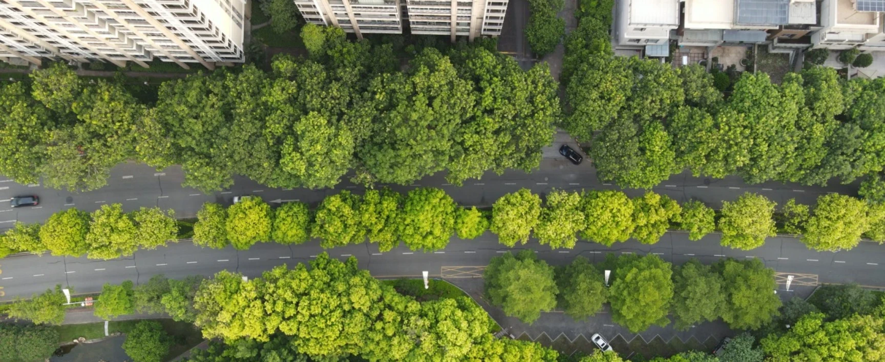 ville avec des arbres et des immeubles 