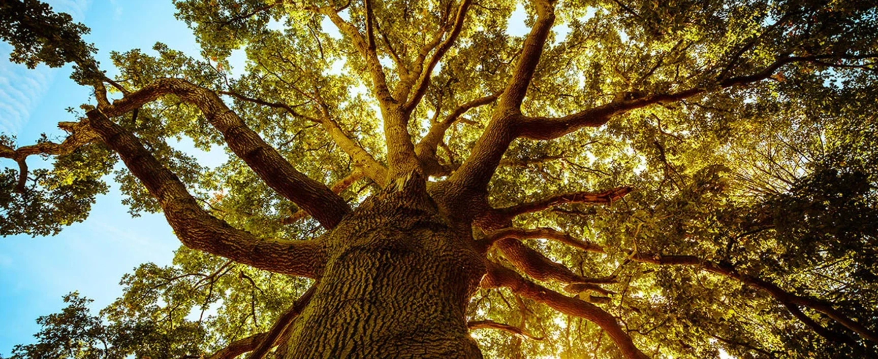 socotec-chene-arbre-fondation-environnement