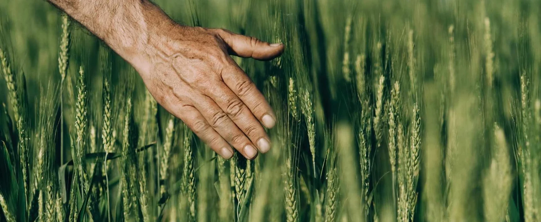 agriculture