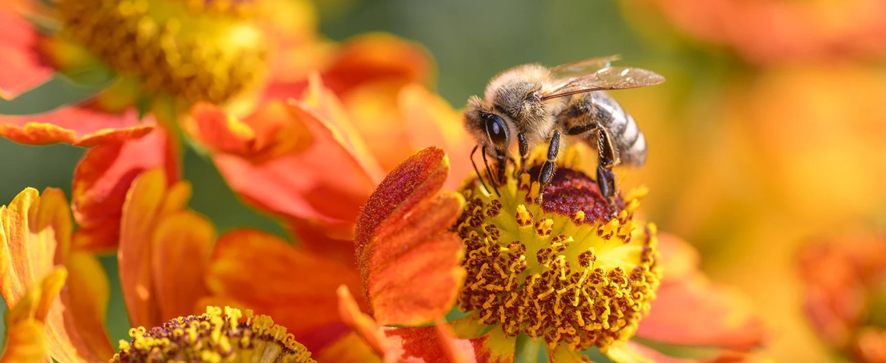 socotec-biodiversite-abeille-fleur-nature