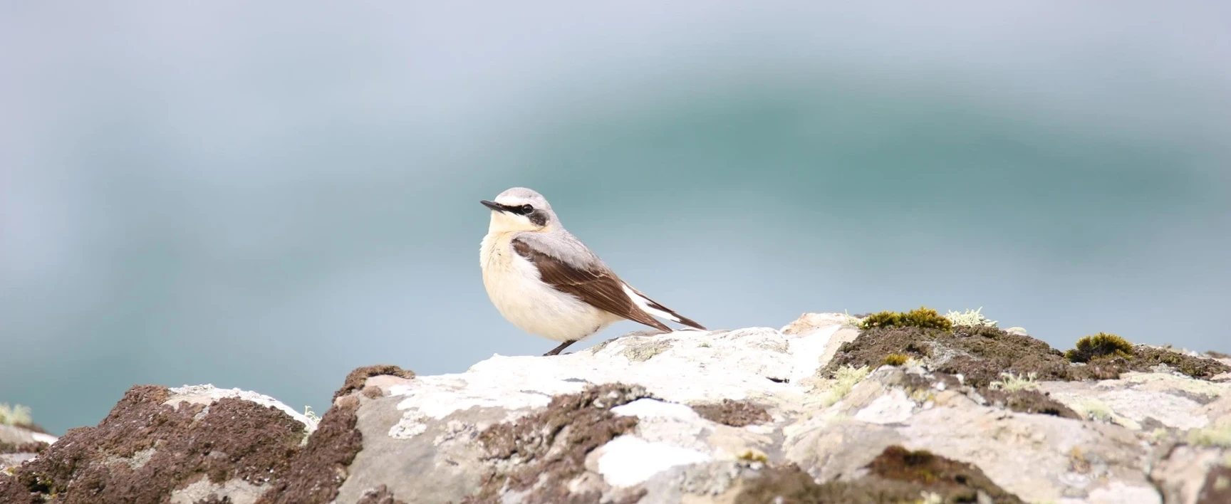 socotec-biodiversite-oiseau