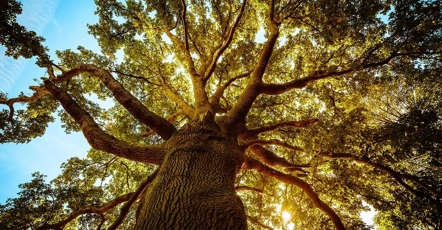 socotec-chene-arbre-fondation-environnement