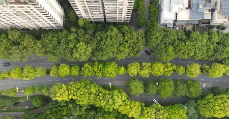 ville avec des arbres et des immeubles 