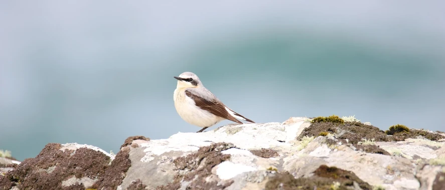 socotec-biodiversite-oiseau